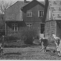 Haigla (Köleri10) aiamaal 1948/49. a