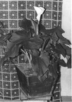 1972.a. Raamatukogu kalla
