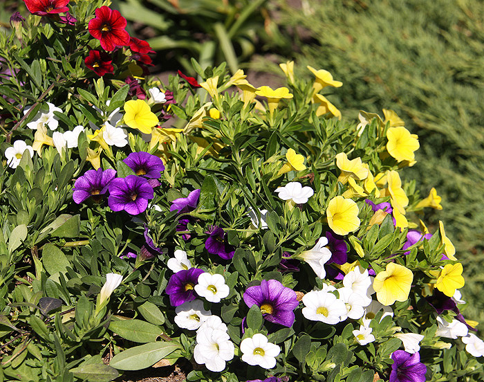 Kaunis Kodu 2015 - Küpressi - eramute I koht, eripreemia "Lilled valda"