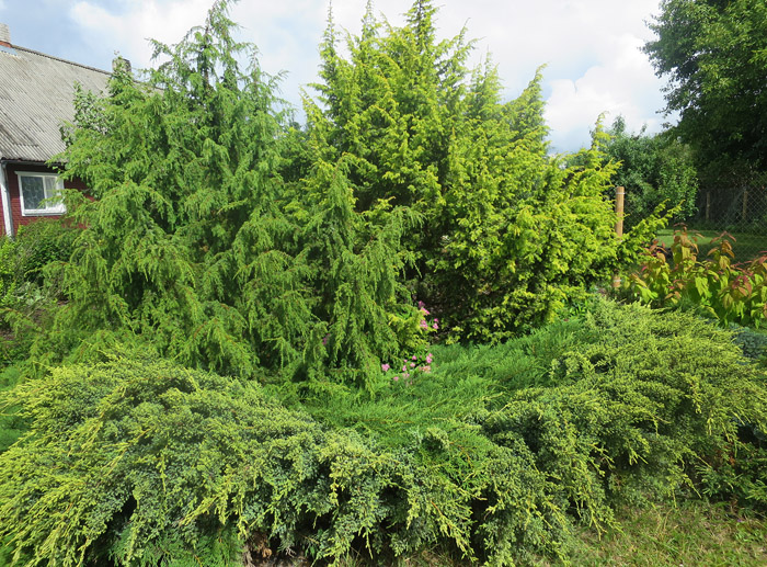 Konkurss Suure-Jaani valla Kaunis Kodu. Asu , Ivaski küla - tootmistalud I koht ja eripreemia "Lilled valda". - f_17_0520_T1_L_1_IMG_8340.jpg f_17_0520_T1_L_1_IMG_8340.jpg