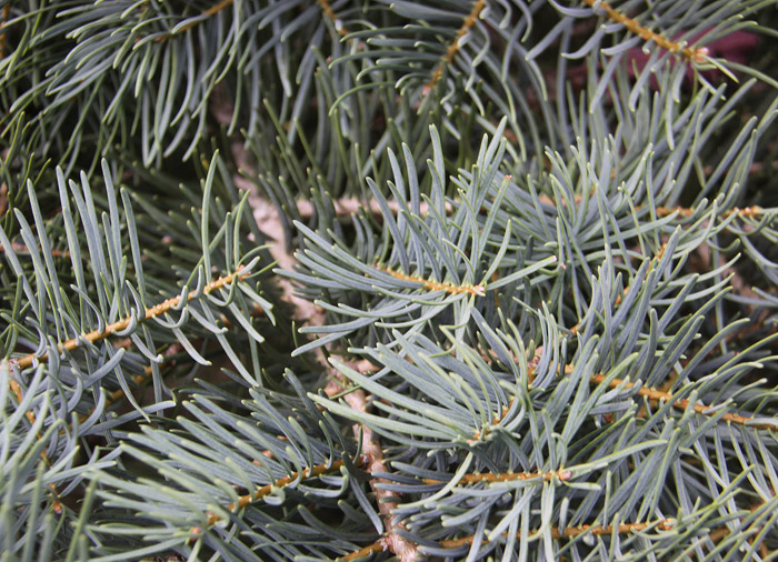 Konkurss Suure-Jaani valla Kaunis Kodu. Asu , Ivaski küla - tootmistalud I koht ja eripreemia "Lilled valda". - f_17_0520_T1_L_2_IMG_3205.jpg f_17_0520_T1_L_2_IMG_3205.jpg