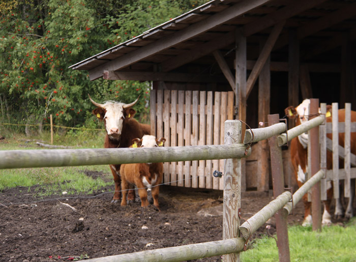 Konkurss Suure-Jaani valla Kaunis Kodu. Asu , Ivaski küla - tootmistalud I koht ja eripreemia "Lilled valda". - f_17_0520_T1_L_2_IMG_3221.jpg f_17_0520_T1_L_2_IMG_3221.jpg